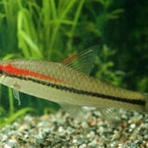 Red-Line Torpedo Barb