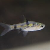 Golden Barb