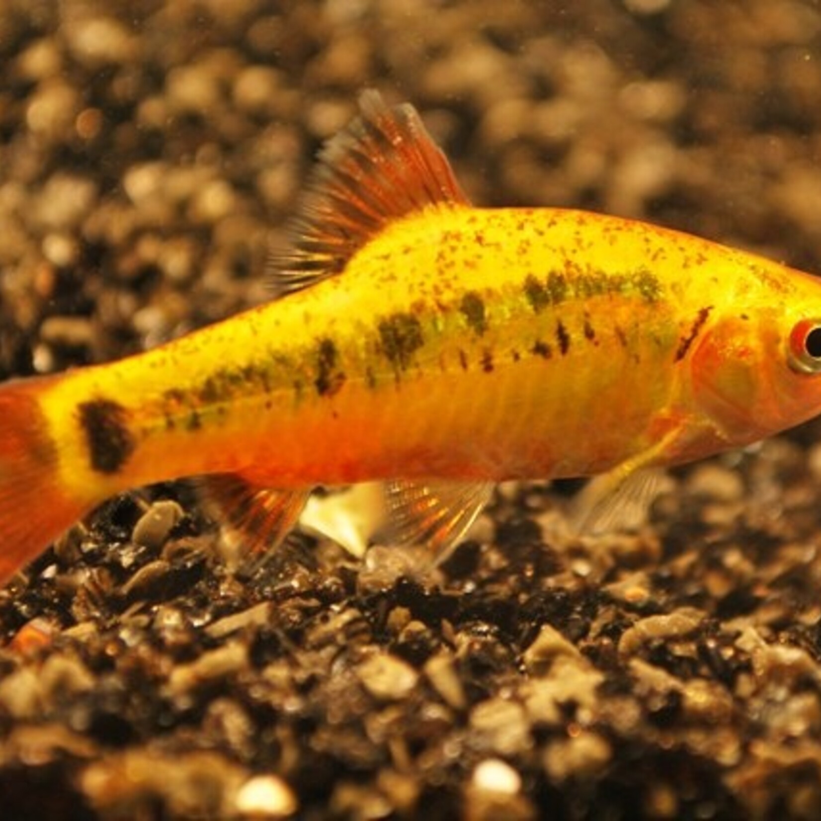 Gold Barb