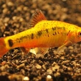 Gold Barb