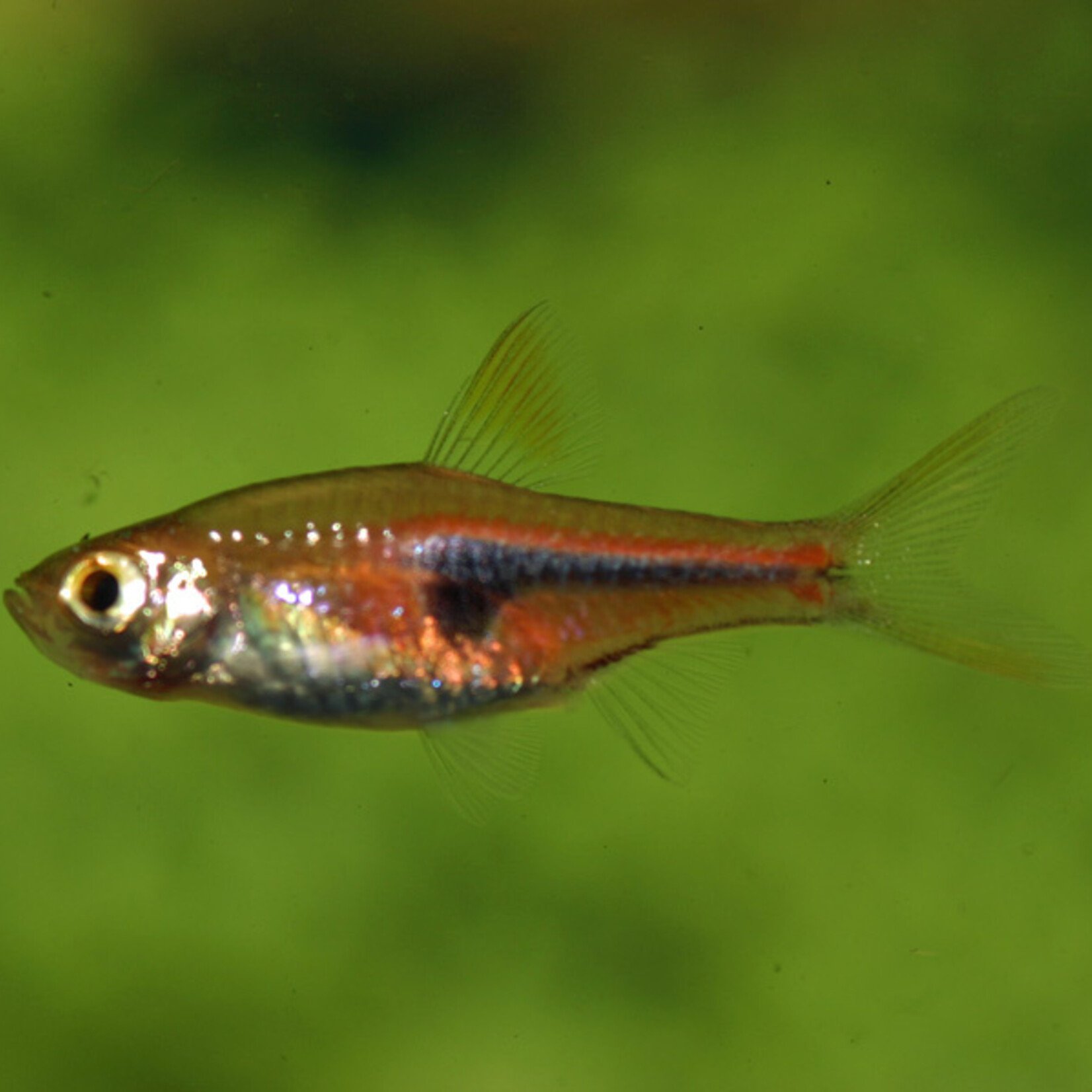 Rasbora Hengeli