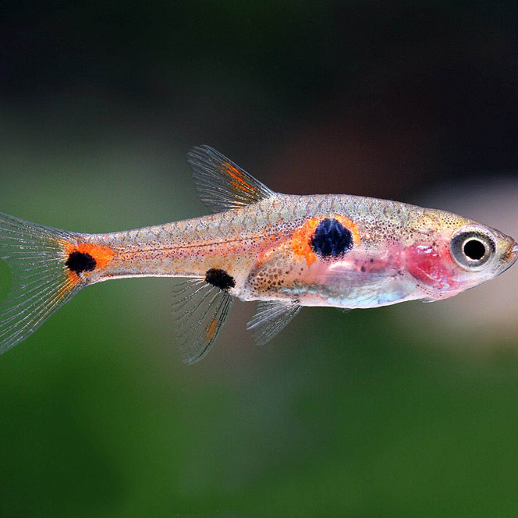 Dwarf Rasbora