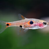 Dwarf Rasbora