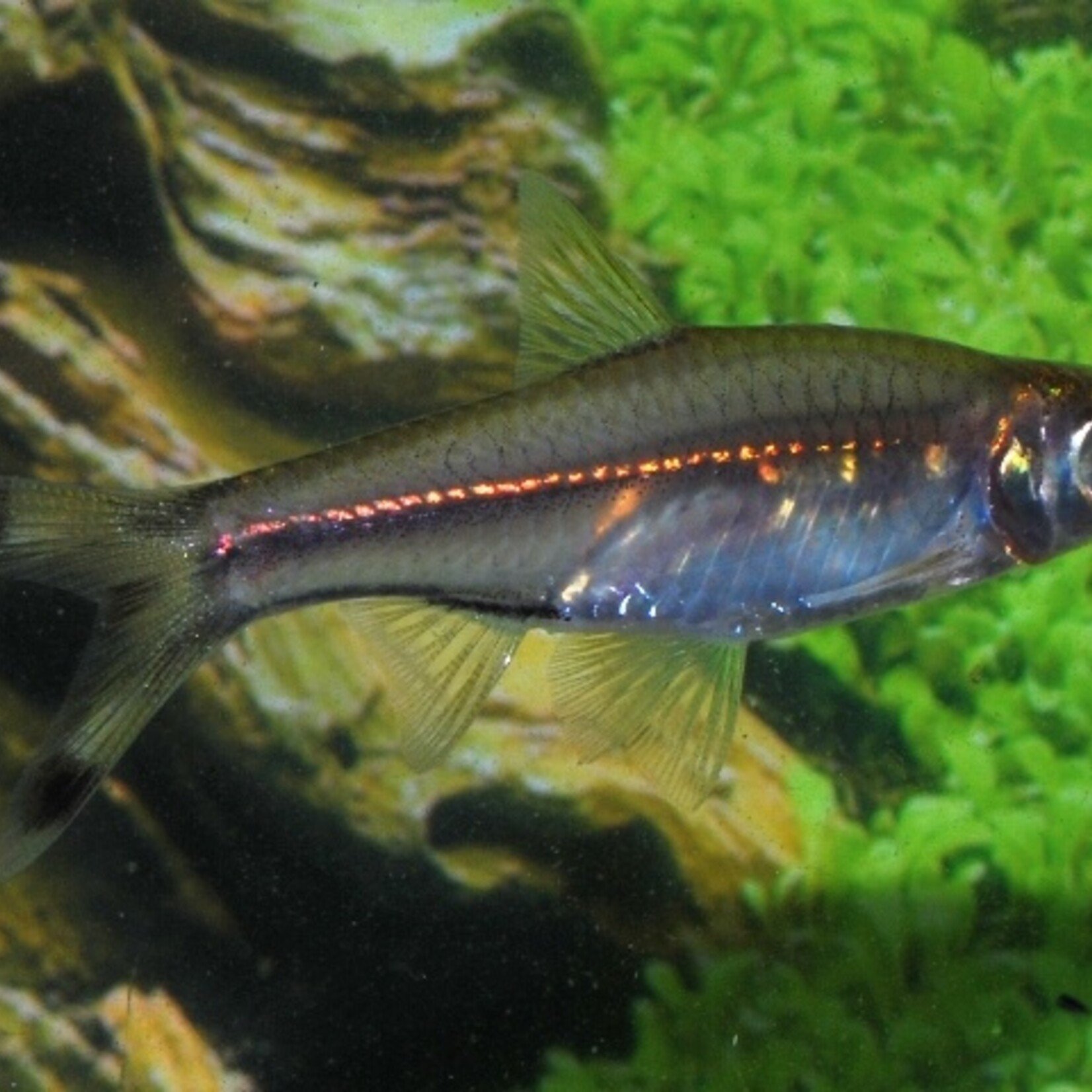 Three-Lined Rasbora