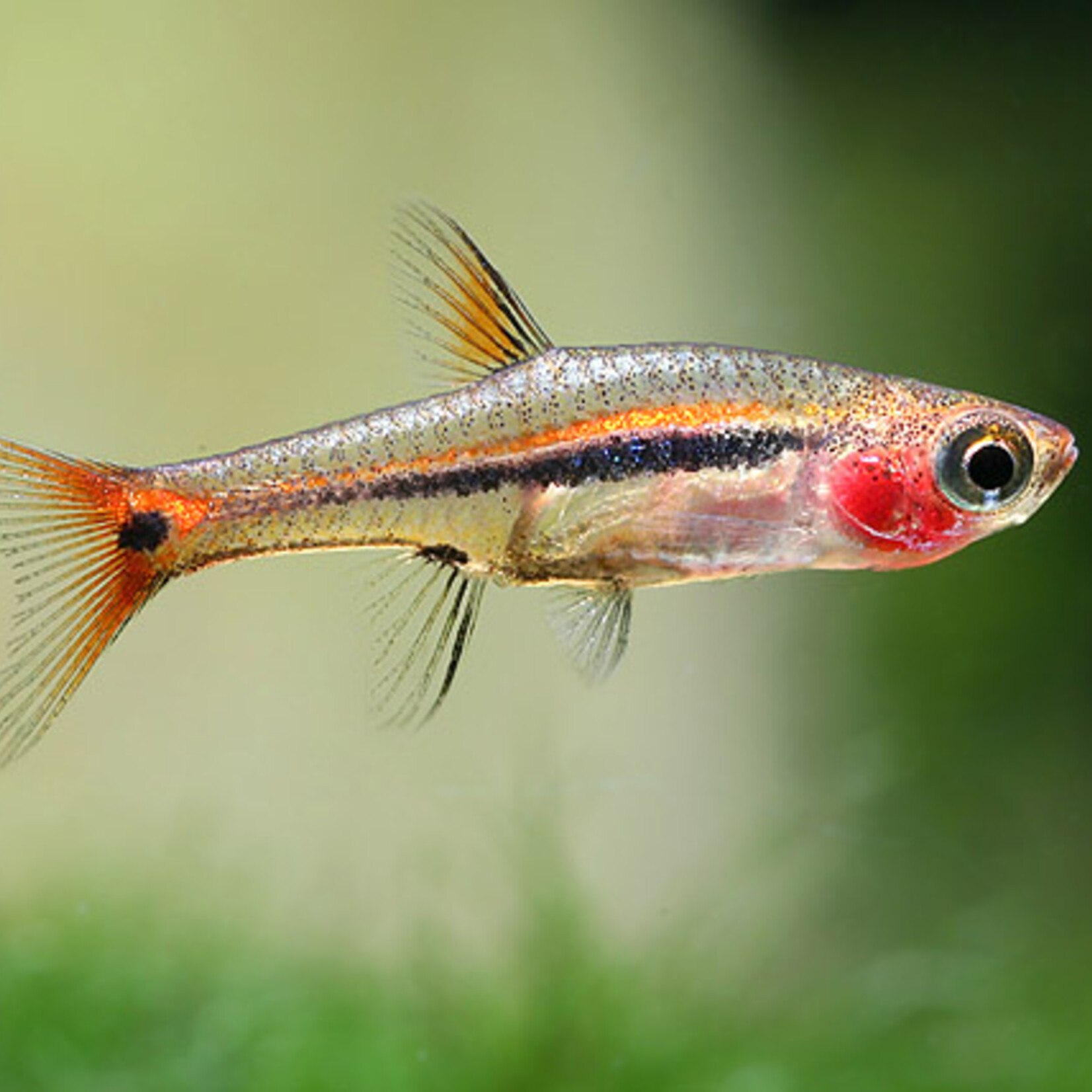 Least Rasbora