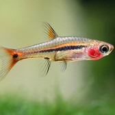 Least Rasbora