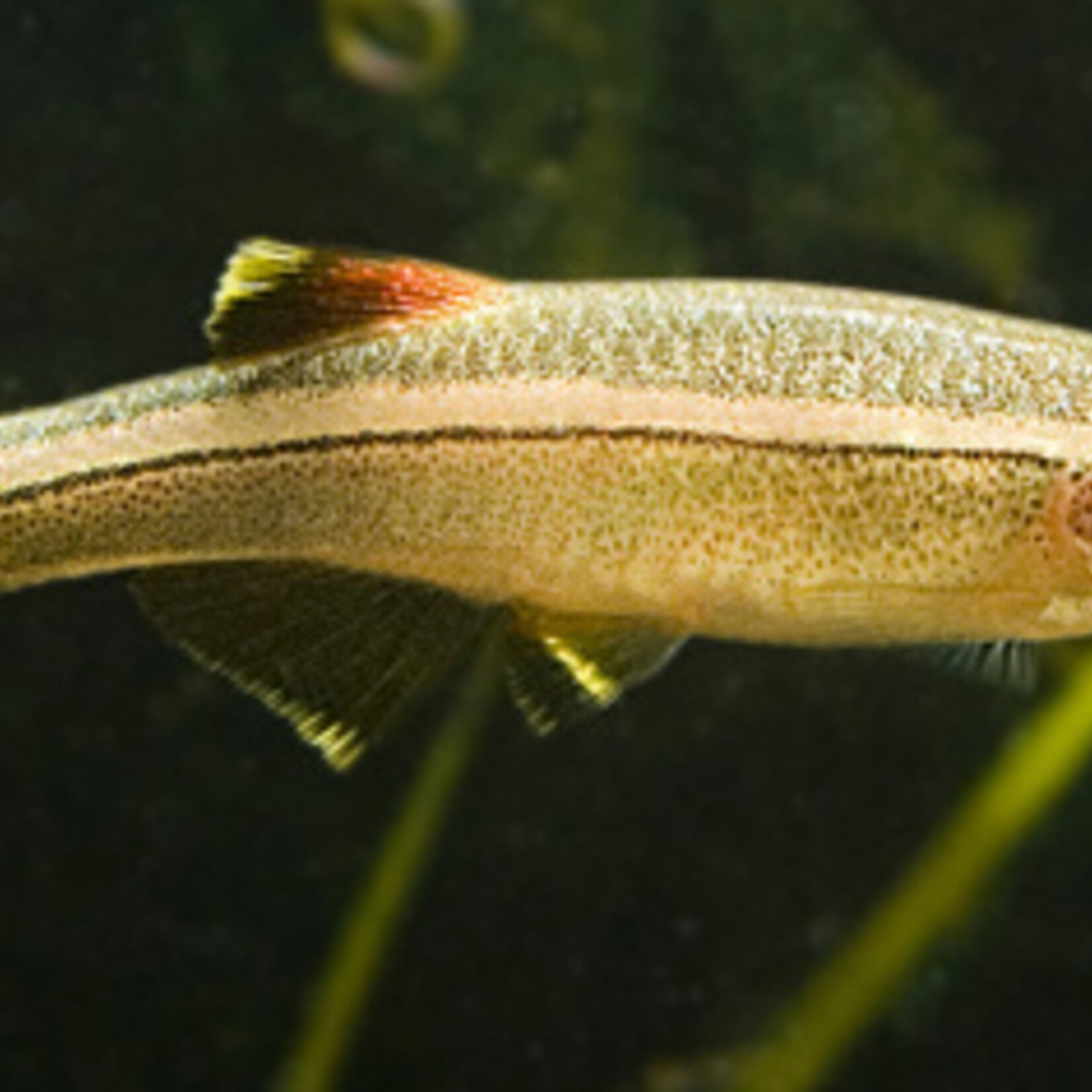 White Cloud Minnow