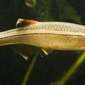 White Cloud Minnow