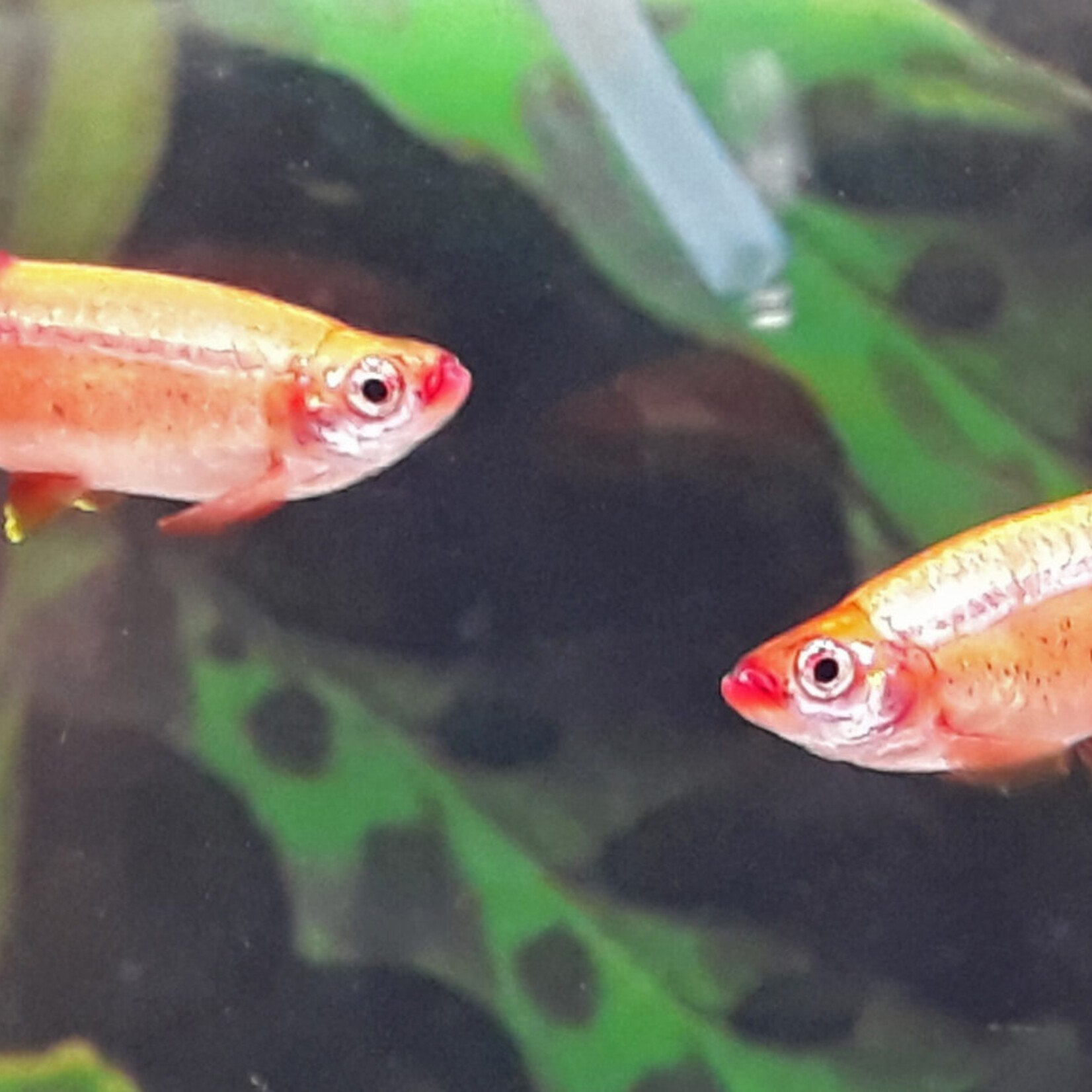 White Cloud Minnow Gold