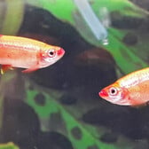 White Cloud Minnow Gold