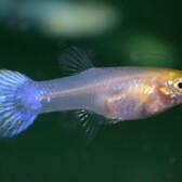 Guppy Snow White Female