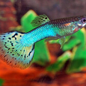 Guppy Blue Grass Male