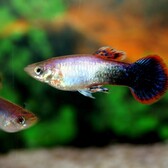 Guppy Tuxedo Pink Male