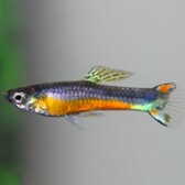 Endler'S Guppy Santa Maria (M/F)