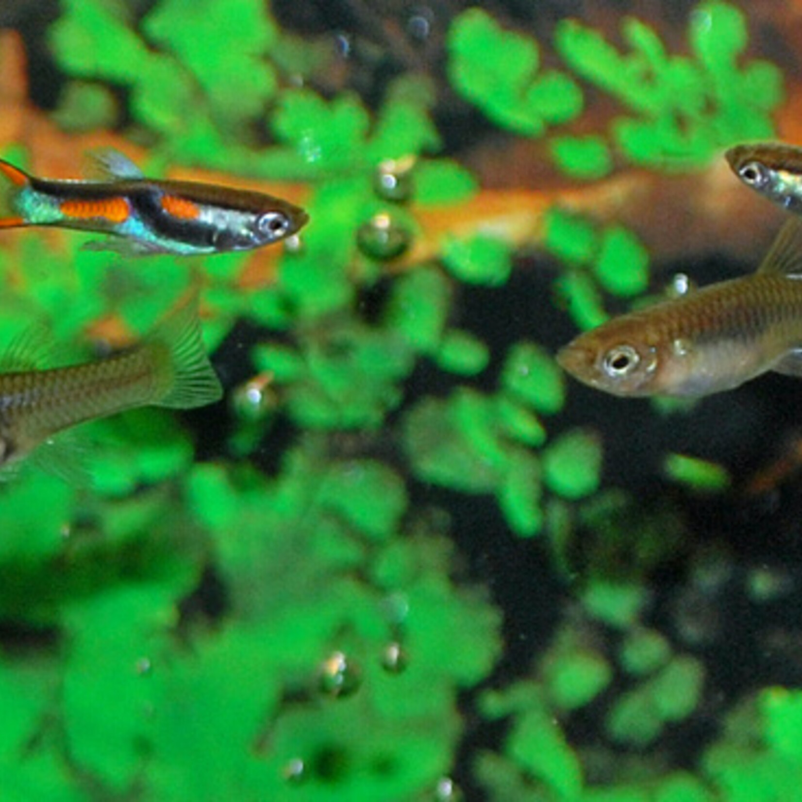 Endler'S Guppy (M/F)