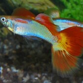 Guppy Sunset Male