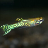 Endler'S Guppy Snakeskin Gold (M/F)