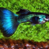 Guppy Turquoise Male