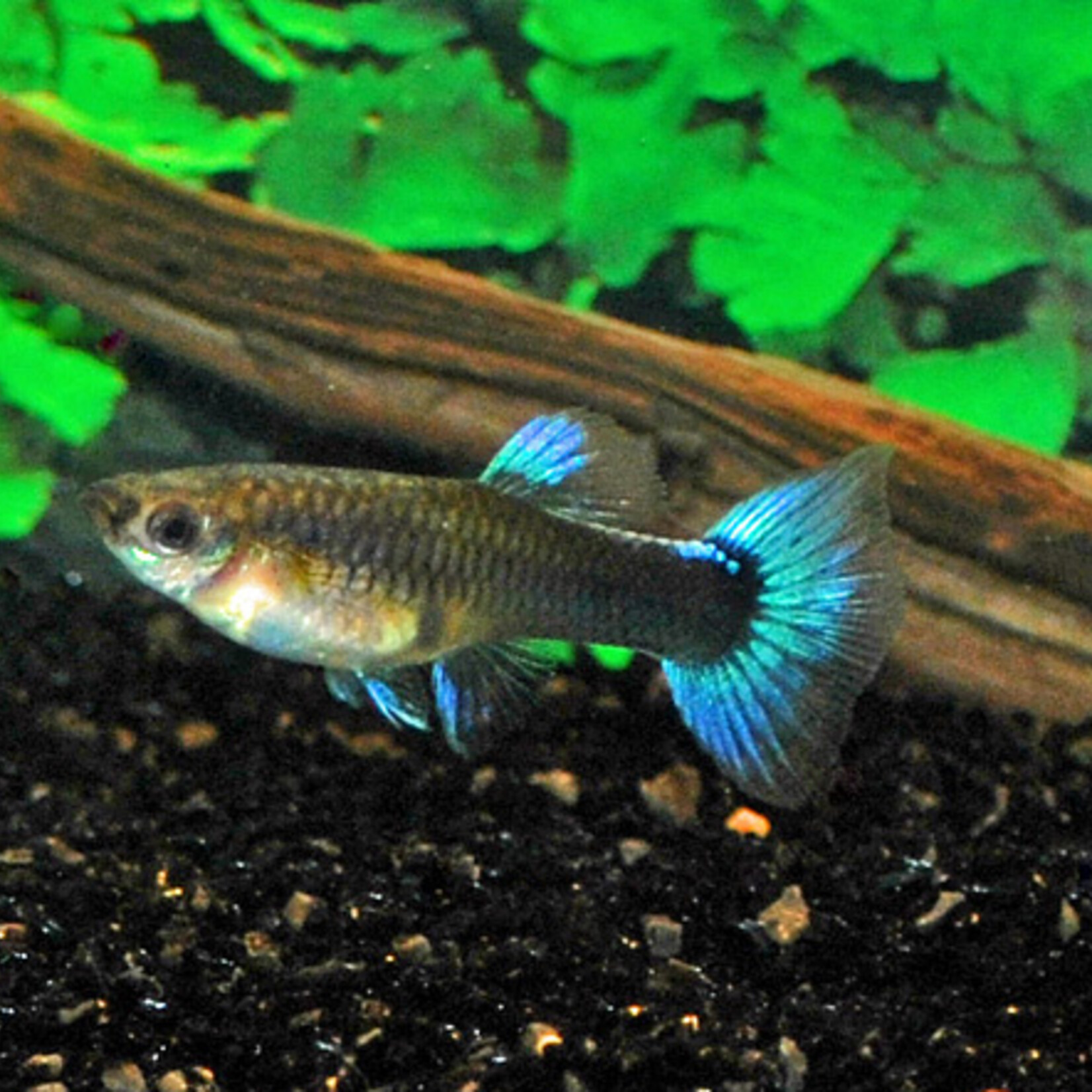 Guppy Neon Blue Female