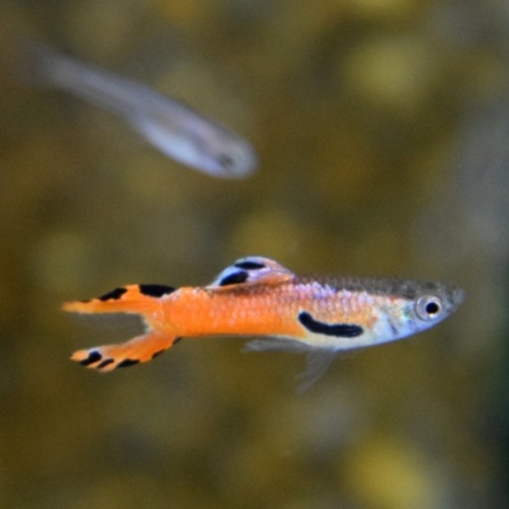 Endler'S Guppy Red Scarlet (M/F)