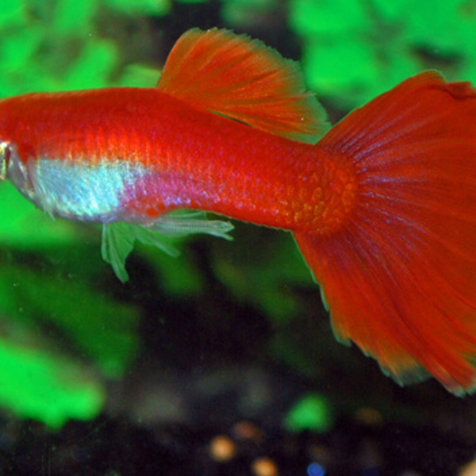 Guppy Flamingo Red Male