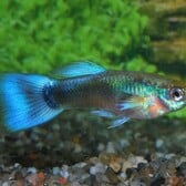 Guppy Neon Blue Male