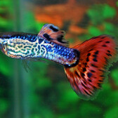 Guppy Snakeskin Red Male