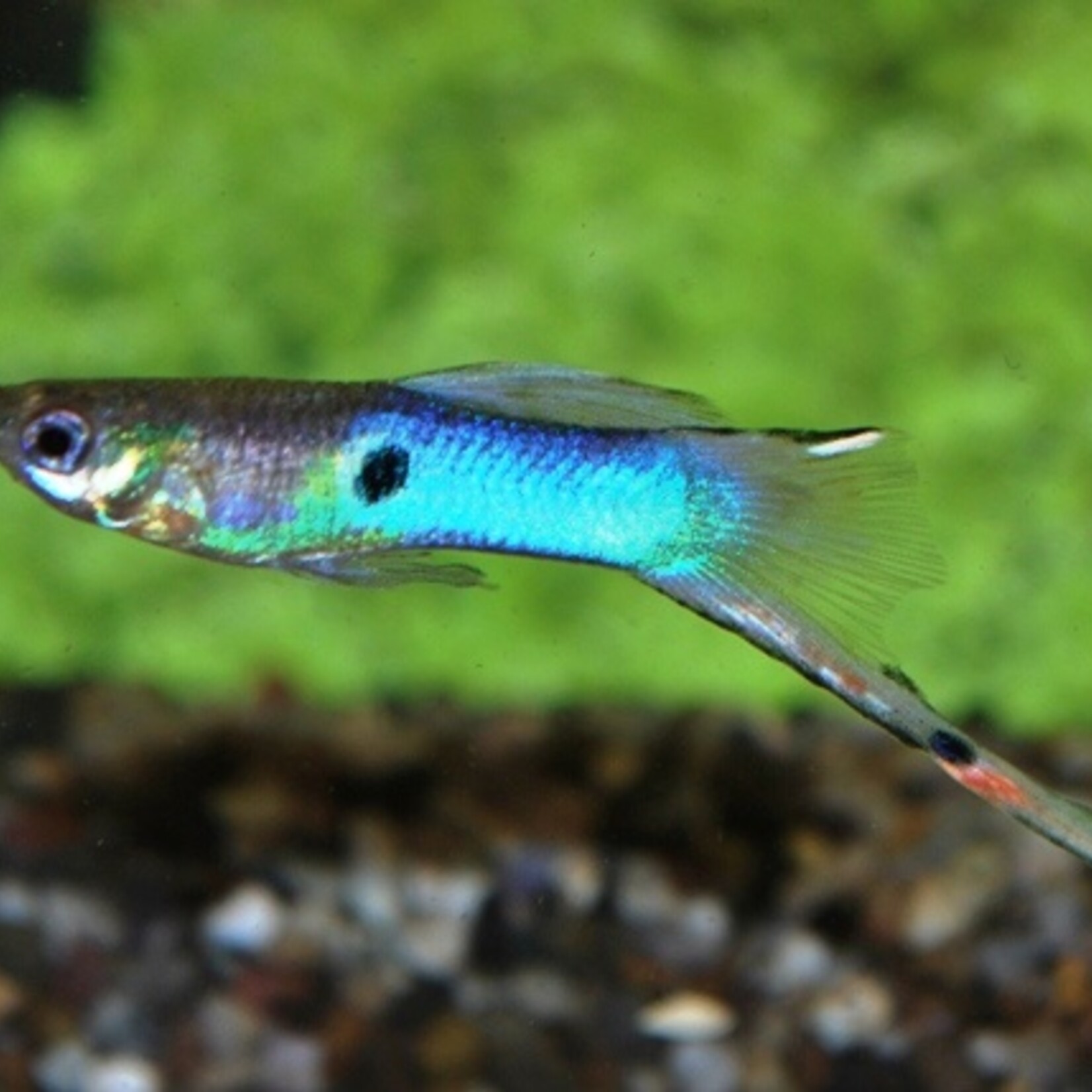 Endler'S Guppy Japan Blue Male