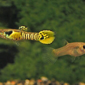 Endler'S Guppy Tiger Male