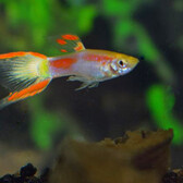 Endler'S Guppy Yellow Laser Tail Male