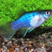 Platy Blue