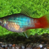 Platy Blue Redtail