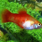 Platy Gold