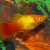 Platy Neon Marigold