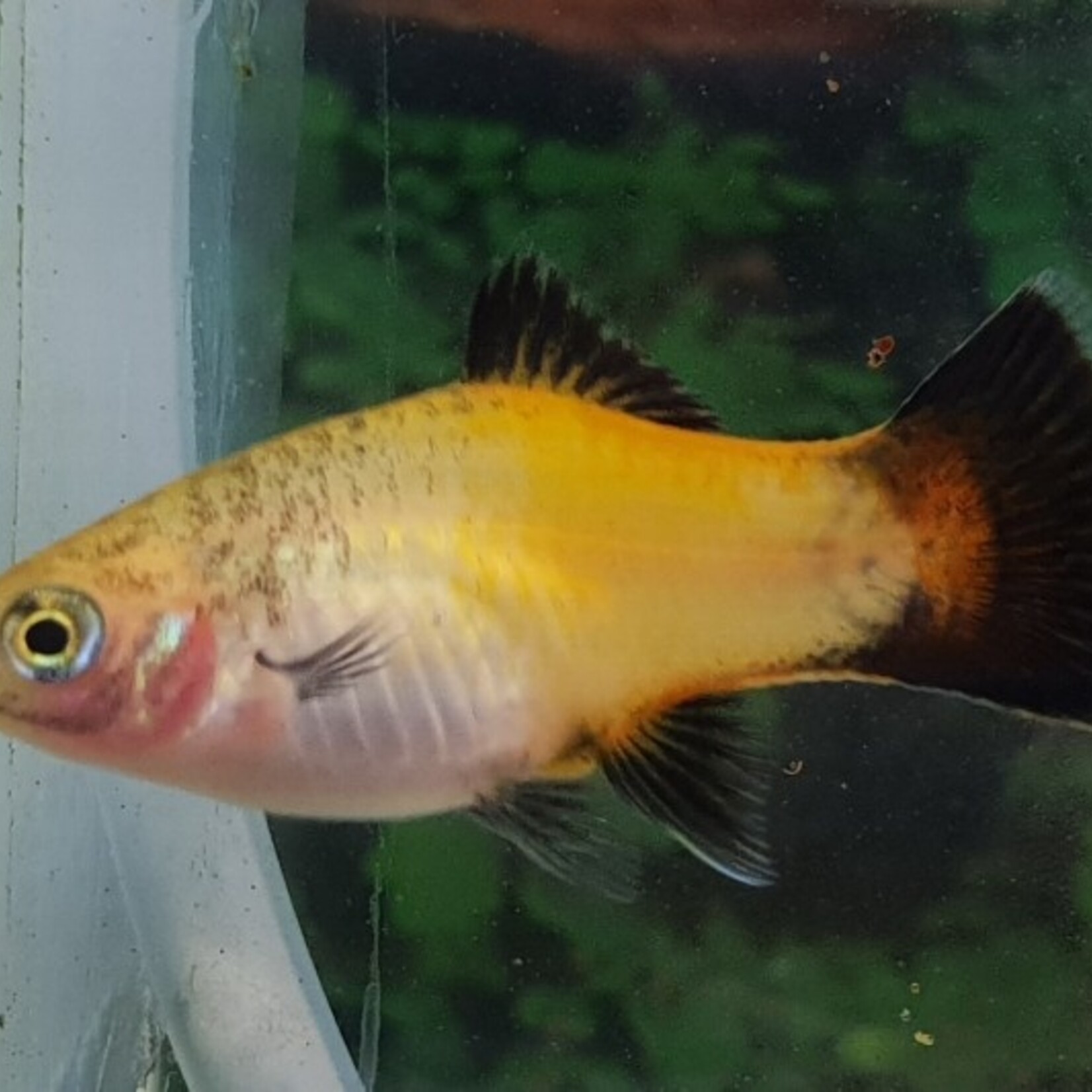 Platy Yellow Wagtail