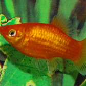 Platy Neon Orange