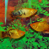 Platy Neon Gold Spotted