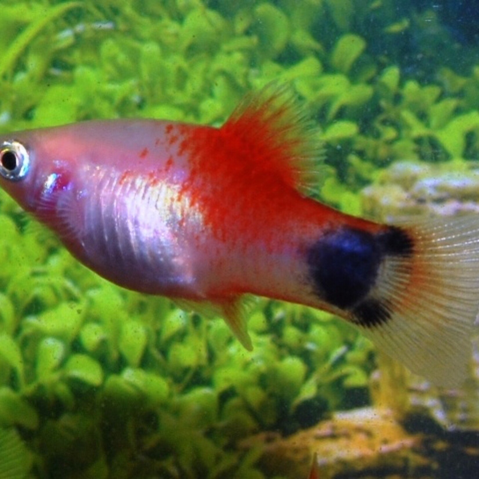 Platy White Red Top Mickey