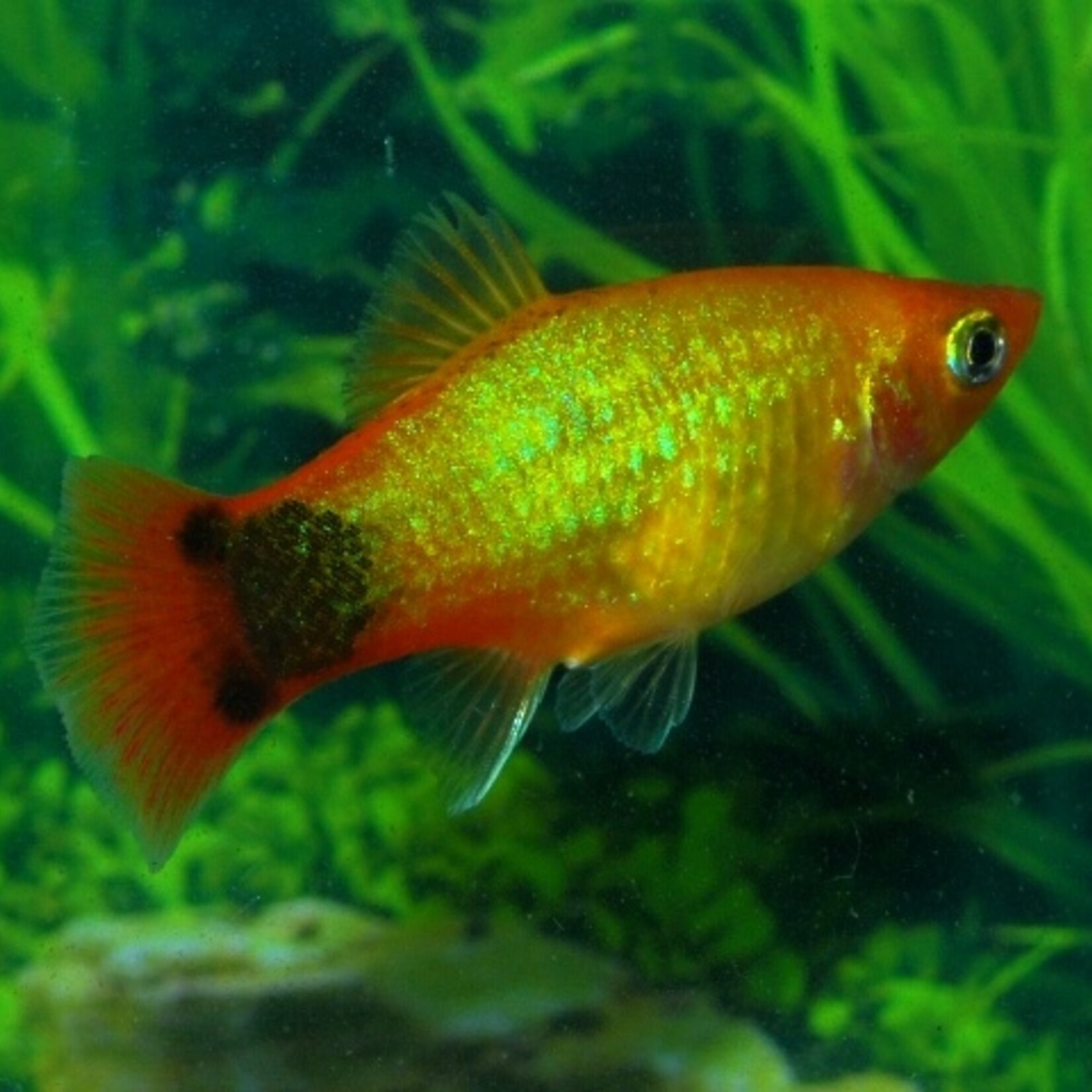 Platy Neon Gold Mickey