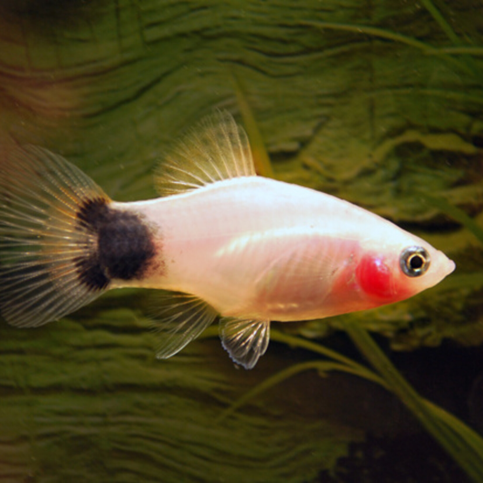 Platy White Mickey