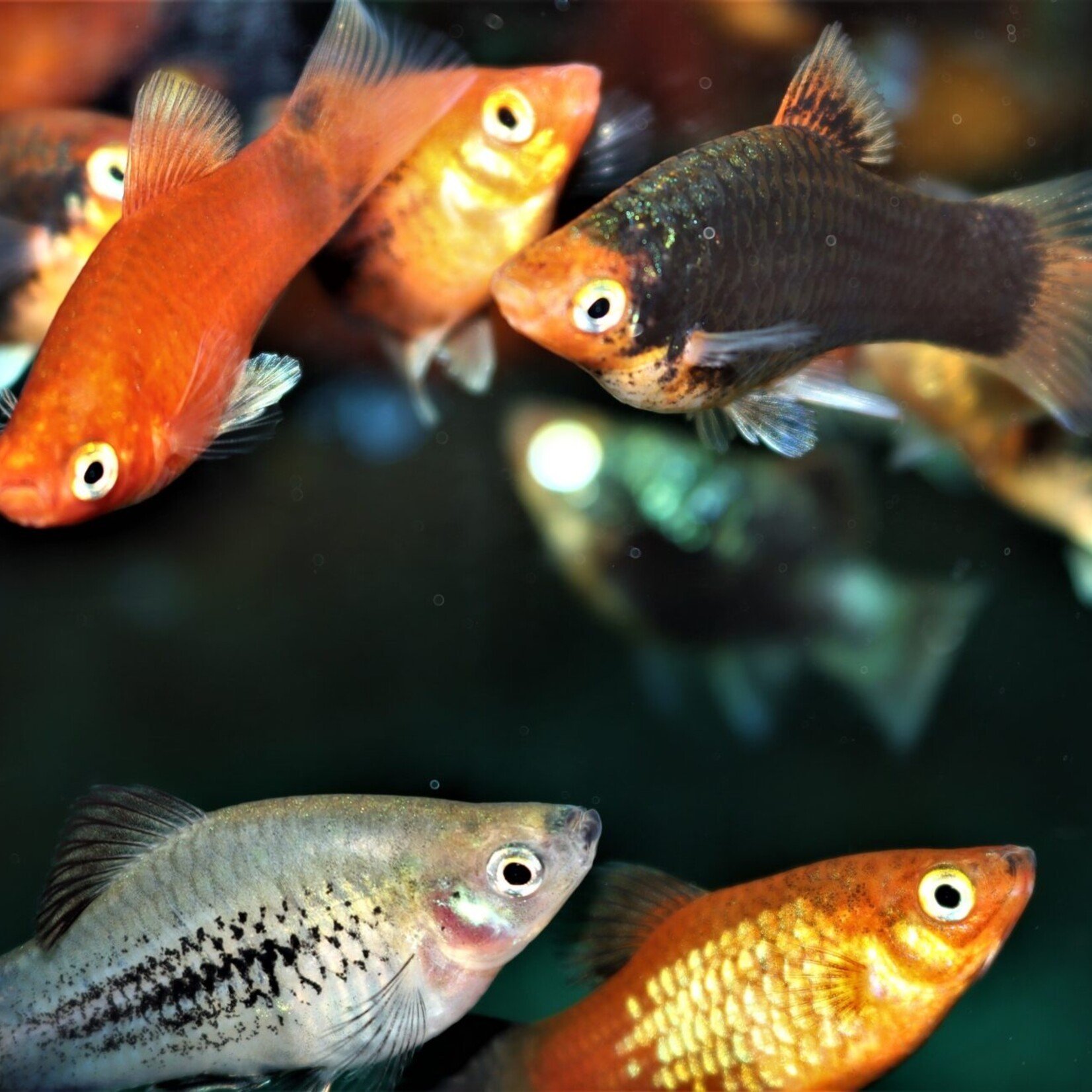 Coral Platy Mix