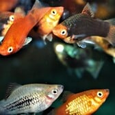 Coral Platy Mix