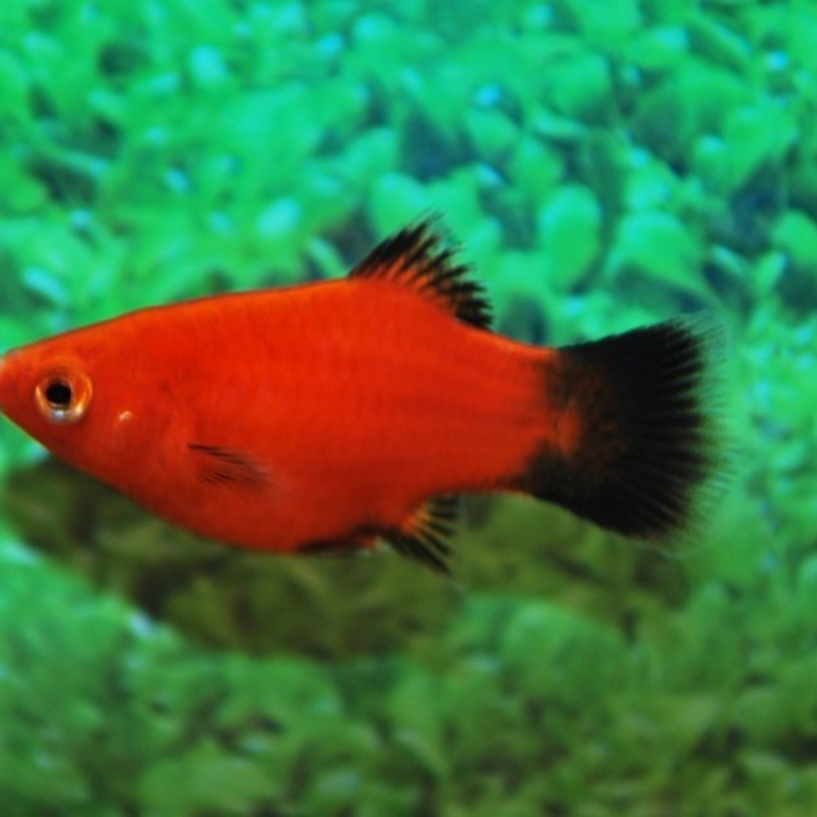 Coral Platy Red Wagtail