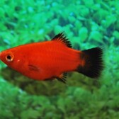 Coral Platy Red Wagtail