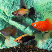 Platy Mix