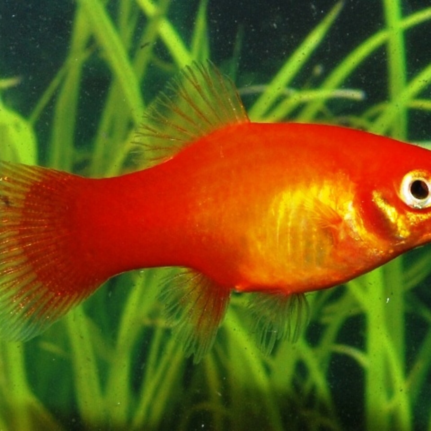 Platy Marigold