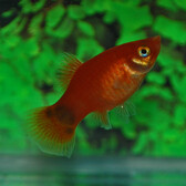 Platy Red Mickey