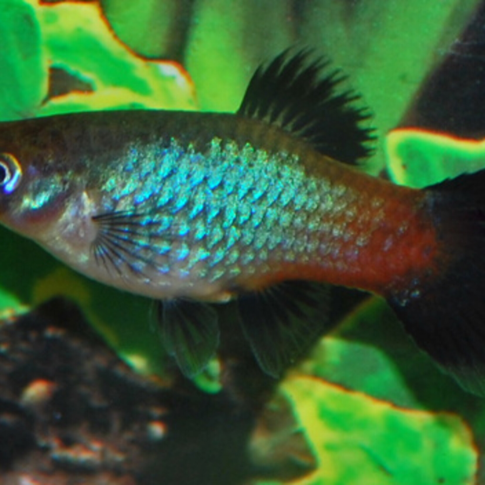 Platy Rainbow