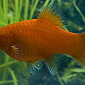 Platy Red