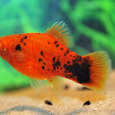 Platy Red Spotted